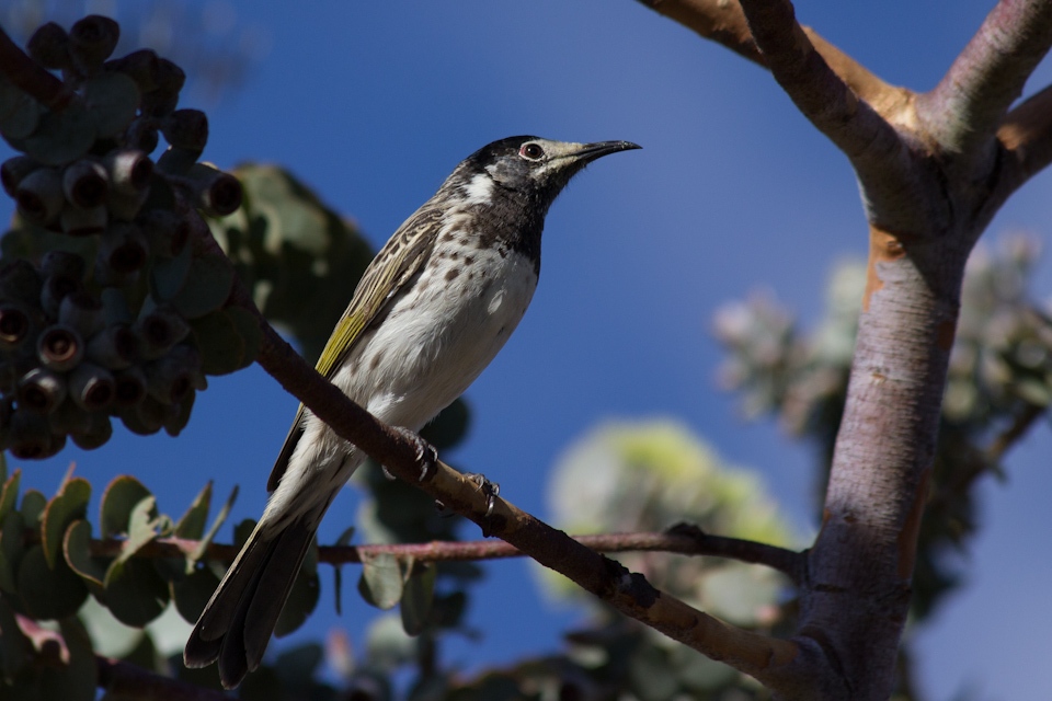 White-fronted Honeyeater (Purnella albifrons)